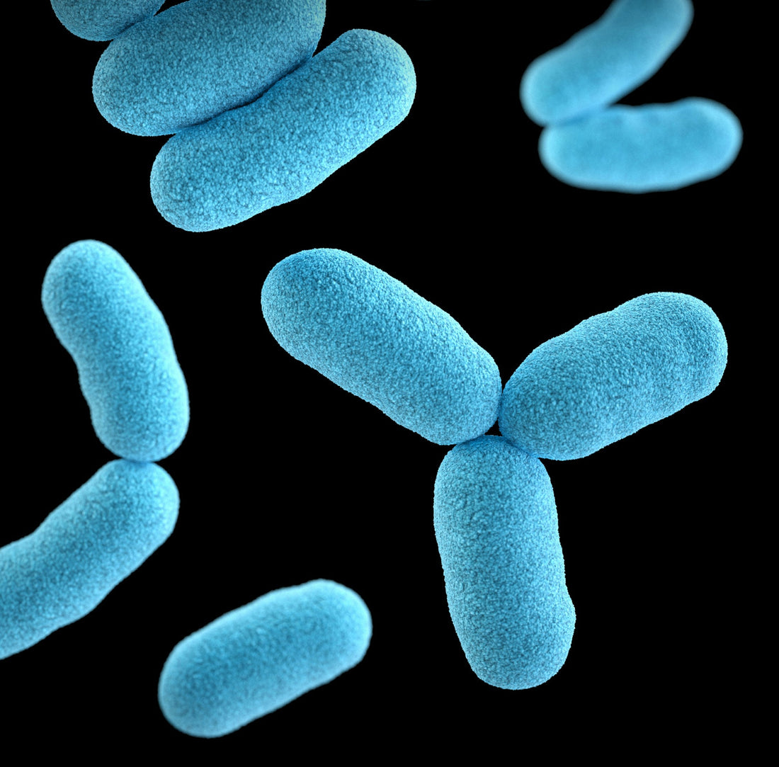 The Science Behind Probiotics: How They Support Gut Health and Immunity