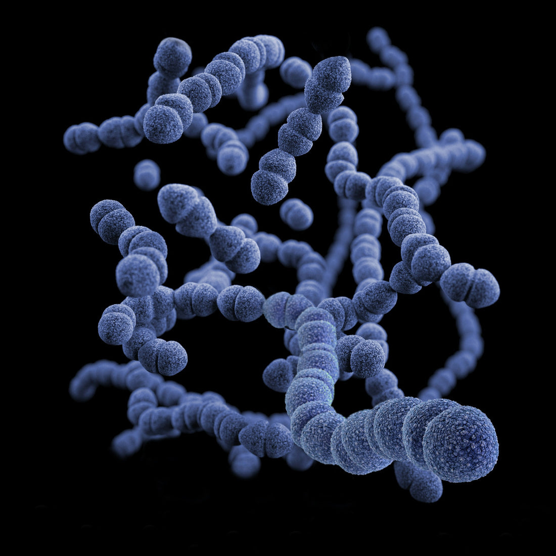 The Role of Probiotics in Gut Health and Overall Wellness